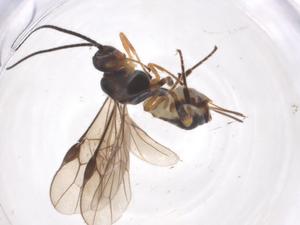  ( - CBG-A54596-H10)  @11 [ ] CreativeCommons - Attribution Share - Alike (2024) Centre for Biodiversity Genomics Centre for Biodiversity Genomics