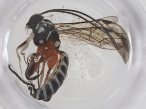  ( - CBG-A54597-C03)  @11 [ ] CreativeCommons - Attribution Share - Alike (2024) Centre for Biodiversity Genomics Centre for Biodiversity Genomics