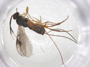  ( - CBG-A54597-G01)  @11 [ ] CreativeCommons - Attribution Share - Alike (2024) Centre for Biodiversity Genomics Centre for Biodiversity Genomics