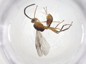  ( - CBG-A54598-C01)  @11 [ ] CreativeCommons - Attribution Share - Alike (2024) Centre for Biodiversity Genomics Centre for Biodiversity Genomics