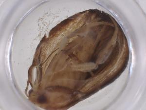  (Gonionota Malaise2531 - CBG-A54600-D08)  @11 [ ] CreativeCommons - Attribution Share - Alike (2024) Centre for Biodiversity Genomics Centre for Biodiversity Genomics