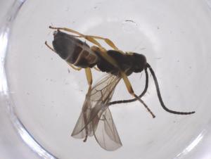  (Microplitis Malaise6593 - CBG-A54600-G07)  @11 [ ] CreativeCommons - Attribution Share - Alike (2024) Centre for Biodiversity Genomics Centre for Biodiversity Genomics
