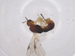  (Heterospilus Malaise3298 - CBG-A54602-D08)  @11 [ ] CreativeCommons - Attribution Share - Alike (2024) Centre for Biodiversity Genomics Centre for Biodiversity Genomics