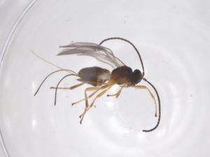  ( - CBG-A54602-H06)  @11 [ ] CreativeCommons - Attribution Share - Alike (2024) Centre for Biodiversity Genomics Centre for Biodiversity Genomics