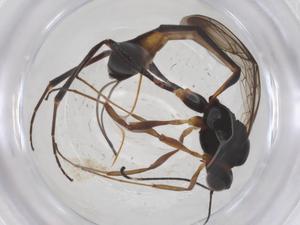  (Anomalon Malaise2086 - CBG-A54603-C11)  @11 [ ] CreativeCommons - Attribution Share - Alike (2024) Centre for Biodiversity Genomics Centre for Biodiversity Genomics