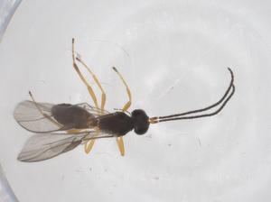  ( - CBG-A54603-F08)  @11 [ ] CreativeCommons - Attribution Share - Alike (2024) Centre for Biodiversity Genomics Centre for Biodiversity Genomics