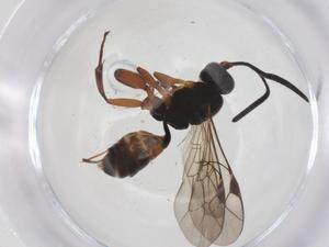  ( - CBG-A54604-E09)  @11 [ ] CreativeCommons - Attribution Share - Alike (2024) Centre for Biodiversity Genomics Centre for Biodiversity Genomics