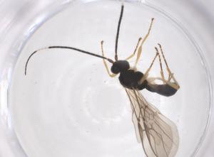  (opiMalaise01 Malaise4367 - CBG-A54822-A02)  @11 [ ] CreativeCommons - Attribution Share - Alike (2024) Centre for Biodiversity Genomics Centre for Biodiversity Genomics