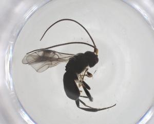  ( - CBG-A54823-B11)  @11 [ ] CreativeCommons - Attribution Share - Alike (2024) Centre for Biodiversity Genomics Centre for Biodiversity Genomics