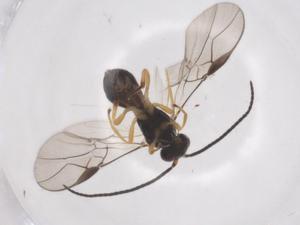  ( - CBG-A54824-B03)  @11 [ ] CreativeCommons - Attribution Share - Alike (2024) Centre for Biodiversity Genomics Centre for Biodiversity Genomics