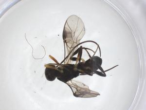  ( - CBG-A54826-A05)  @11 [ ] CreativeCommons - Attribution Share - Alike (2024) Centre for Biodiversity Genomics Centre for Biodiversity Genomics