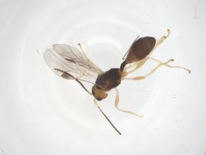  (Leiophron Malaise0821 - CBG-A54828-A12)  @11 [ ] CreativeCommons - Attribution Share - Alike (2024) Centre for Biodiversity Genomics Centre for Biodiversity Genomics