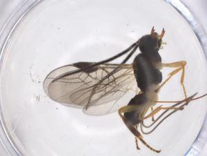  ( - CBG-A54833-H08)  @11 [ ] CreativeCommons - Attribution Share - Alike (2024) Centre for Biodiversity Genomics Centre for Biodiversity Genomics