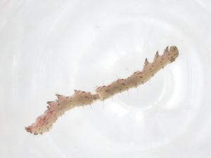  (NoctMalaise01 Malaise1144 - CBG-A54834-H11)  @11 [ ] CreativeCommons - Attribution Share - Alike (2024) Centre for Biodiversity Genomics Centre for Biodiversity Genomics