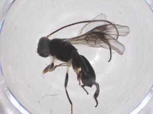  ( - CBG-A54836-G11)  @11 [ ] CreativeCommons - Attribution Share - Alike (2024) Centre for Biodiversity Genomics Centre for Biodiversity Genomics