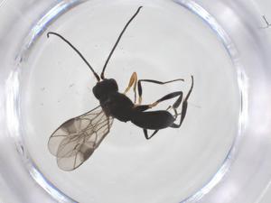  ( - CBG-A54837-G04)  @11 [ ] CreativeCommons - Attribution Share - Alike (2024) Centre for Biodiversity Genomics Centre for Biodiversity Genomics