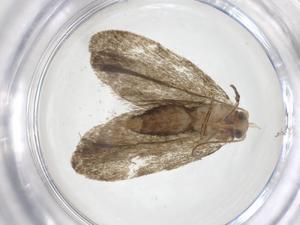  (Cochylina - CBG-A54841-H04)  @11 [ ] CreativeCommons - Attribution Share - Alike (2024) Centre for Biodiversity Genomics Centre for Biodiversity Genomics