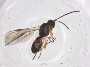  ( - CBG-A54853-B10)  @11 [ ] CreativeCommons - Attribution Share - Alike (2024) Centre for Biodiversity Genomics Centre for Biodiversity Genomics