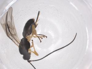  ( - CBG-A54853-F03)  @11 [ ] CreativeCommons - Attribution Share - Alike (2024) Centre for Biodiversity Genomics Centre for Biodiversity Genomics