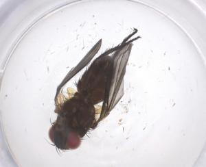  (Chaetostigmoptera Malaise1685 - CBG-A54856-C01)  @11 [ ] CreativeCommons - Attribution Share - Alike (2024) Centre for Biodiversity Genomics Centre for Biodiversity Genomics