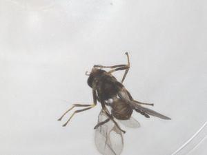  ( - CBG-A56066-A07)  @11 [ ] CreativeCommons - Attribution Share - Alike (2024) Centre for Biodiversity Genomics Centre for Biodiversity Genomics