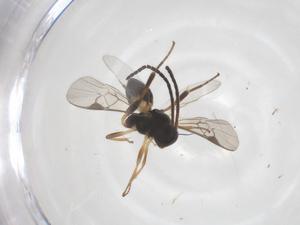  (Glyptapanteles Malaise4646 - CBG-A56066-G09)  @11 [ ] CreativeCommons - Attribution Share - Alike (2024) Centre for Biodiversity Genomics Centre for Biodiversity Genomics