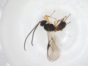  (opiMalaise01 Malaise1374 - CBG-A56067-F02)  @11 [ ] CreativeCommons - Attribution Share - Alike (2024) Centre for Biodiversity Genomics Centre for Biodiversity Genomics