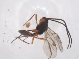  ( - CBG-A56068-B11)  @11 [ ] CreativeCommons - Attribution Share - Alike (2024) Centre for Biodiversity Genomics Centre for Biodiversity Genomics