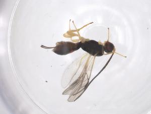  (Heterospilus Malaise8111 - CBG-A56068-H10)  @11 [ ] CreativeCommons - Attribution Share - Alike (2024) Centre for Biodiversity Genomics Centre for Biodiversity Genomics