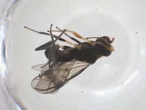  ( - CBG-A56069-G10)  @11 [ ] CreativeCommons - Attribution Share - Alike (2024) Centre for Biodiversity Genomics Centre for Biodiversity Genomics