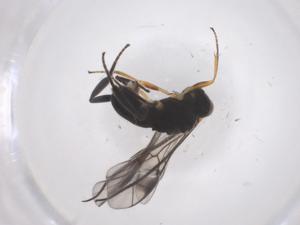  ( - CBG-A56070-B02)  @11 [ ] CreativeCommons - Attribution Share - Alike (2024) Centre for Biodiversity Genomics Centre for Biodiversity Genomics