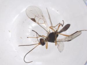  ( - CBG-A56070-G05)  @11 [ ] CreativeCommons - Attribution Share - Alike (2024) Centre for Biodiversity Genomics Centre for Biodiversity Genomics