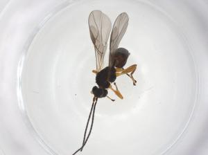  (opiMalaise01 Malaise2703 - CBG-A56071-A08)  @11 [ ] CreativeCommons - Attribution Share - Alike (2024) Centre for Biodiversity Genomics Centre for Biodiversity Genomics