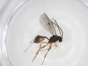  ( - CBG-A56071-B07)  @11 [ ] CreativeCommons - Attribution Share - Alike (2024) Centre for Biodiversity Genomics Centre for Biodiversity Genomics