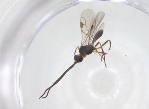  ( - CBG-A56071-C02)  @11 [ ] CreativeCommons - Attribution Share - Alike (2024) Centre for Biodiversity Genomics Centre for Biodiversity Genomics