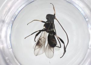  ( - CBG-A56071-D12)  @11 [ ] CreativeCommons - Attribution Share - Alike (2024) Centre for Biodiversity Genomics Centre for Biodiversity Genomics