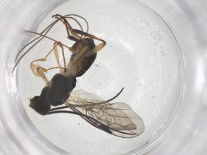  ( - CBG-A56080-A09)  @11 [ ] CreativeCommons - Attribution Share - Alike (2024) Centre for Biodiversity Genomics Centre for Biodiversity Genomics