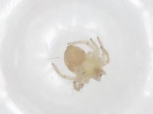  ( - CBG-A56083-E11)  @11 [ ] CreativeCommons - Attribution Share - Alike (2024) Centre for Biodiversity Genomics Centre for Biodiversity Genomics