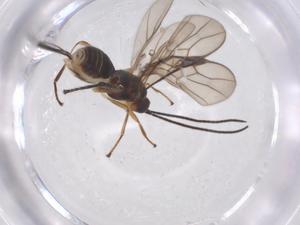  ( - CBG-A56101-G11)  @11 [ ] CreativeCommons - Attribution Share - Alike (2024) Centre for Biodiversity Genomics Centre for Biodiversity Genomics