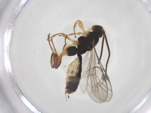  ( - CBG-A56102-G06)  @11 [ ] CreativeCommons - Attribution Share - Alike (2024) Centre for Biodiversity Genomics Centre for Biodiversity Genomics