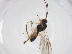  (opiJanzen01 Malaise0895 - CBG-A56103-B11)  @11 [ ] CreativeCommons - Attribution Share - Alike (2024) Centre for Biodiversity Genomics Centre for Biodiversity Genomics