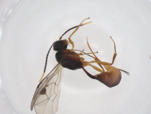  ( - CBG-A56103-C03)  @11 [ ] CreativeCommons - Attribution Share - Alike (2024) Centre for Biodiversity Genomics Centre for Biodiversity Genomics