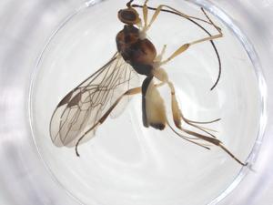  ( - CBG-A56103-H03)  @11 [ ] CreativeCommons - Attribution Share - Alike (2024) Centre for Biodiversity Genomics Centre for Biodiversity Genomics