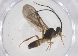  ( - CBG-A56105-D02)  @11 [ ] CreativeCommons - Attribution Share - Alike (2024) Centre for Biodiversity Genomics Centre for Biodiversity Genomics