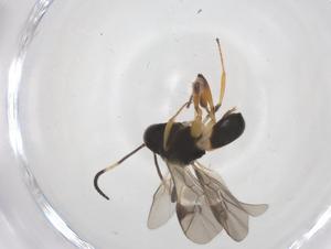  ( - CBG-A56105-G04)  @11 [ ] CreativeCommons - Attribution Share - Alike (2024) Centre for Biodiversity Genomics Centre for Biodiversity Genomics