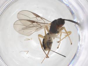  (opiMalaise01 Malaise8521 - CBG-A56105-H02)  @11 [ ] CreativeCommons - Attribution Share - Alike (2024) Centre for Biodiversity Genomics Centre for Biodiversity Genomics