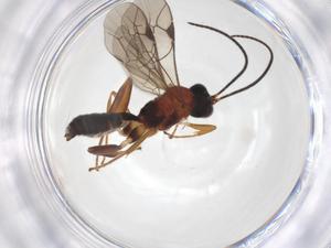  ( - CBG-A56106-H09)  @11 [ ] CreativeCommons - Attribution Share - Alike (2024) Centre for Biodiversity Genomics Centre for Biodiversity Genomics