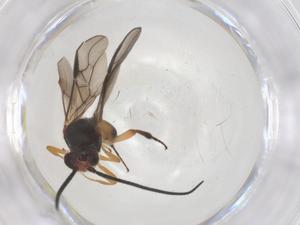  ( - CBG-A56108-G02)  @11 [ ] CreativeCommons - Attribution Share - Alike (2024) Centre for Biodiversity Genomics Centre for Biodiversity Genomics