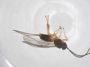  ( - CBG-A56566-G07)  @11 [ ] CreativeCommons - Attribution Share - Alike (2024) Centre for Biodiversity Genomics Centre for Biodiversity Genomics