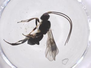  ( - CBG-A57886-F06)  @11 [ ] CreativeCommons - Attribution Share - Alike (2024) Centre for Biodiversity Genomics Centre for Biodiversity Genomics